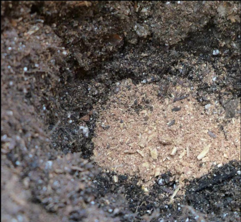 Tận dụng rác để trồng cây cảnh, vừa sạch nhà lại xanh cây - Ảnh 9.