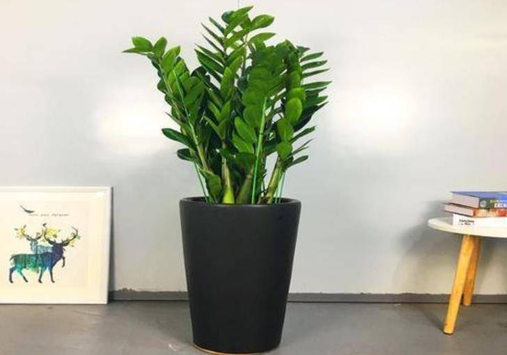 3 cây cảnh có ý nghĩa tiền tài, nghe tên đã thấy sung túc, dư dả, thích hợp bày trong Tết Nguyên đán - Ảnh 5.