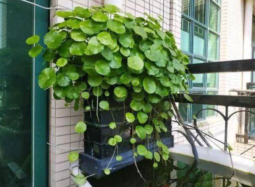 3 cây cảnh có ý nghĩa tiền tài, nghe tên đã thấy sung túc, dư dả, thích hợp bày trong Tết Nguyên đán - Ảnh 2.