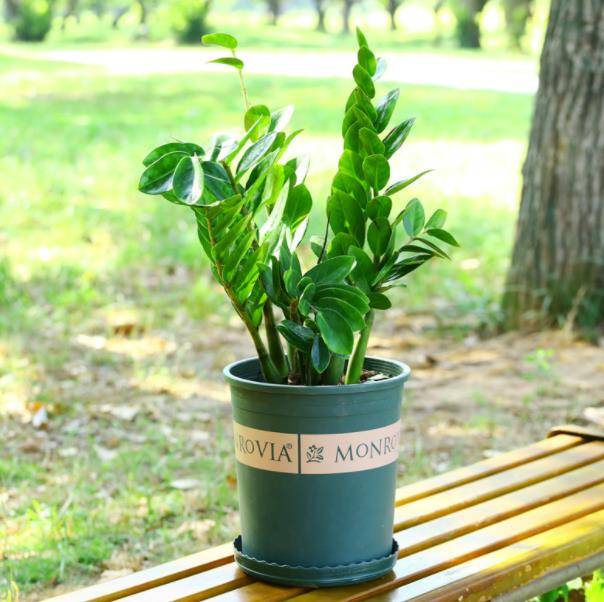 3 cây cảnh có ý nghĩa tiền tài, nghe tên đã thấy sung túc, dư dả, thích hợp bày trong Tết Nguyên đán - Ảnh 4.