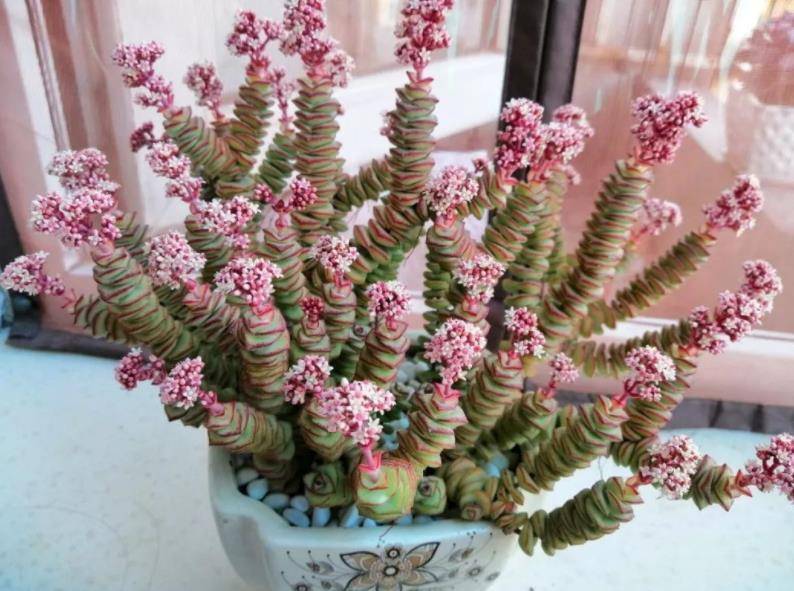 3 cây cảnh có ý nghĩa tiền tài, nghe tên đã thấy sung túc, dư dả, thích hợp bày trong Tết Nguyên đán - Ảnh 6.