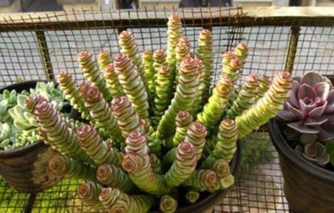 3 cây cảnh có ý nghĩa tiền tài, nghe tên đã thấy sung túc, dư dả, thích hợp bày trong Tết Nguyên đán - Ảnh 7.