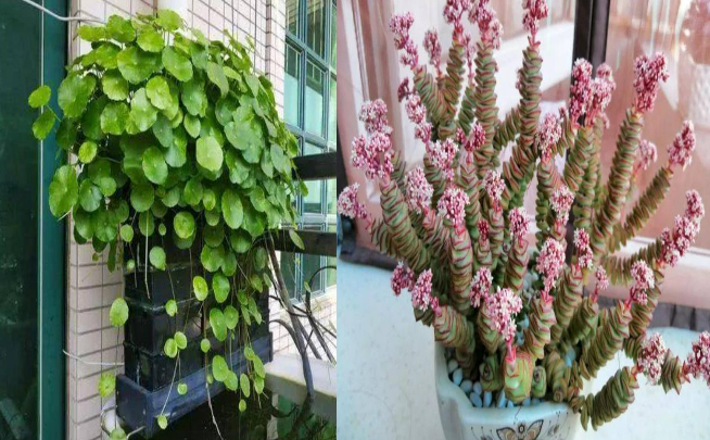 3 cây cảnh có ý nghĩa tiền tài, nghe tên đã thấy sung túc, dư dả, thích hợp bày trong Tết Nguyên đán - Ảnh 1.