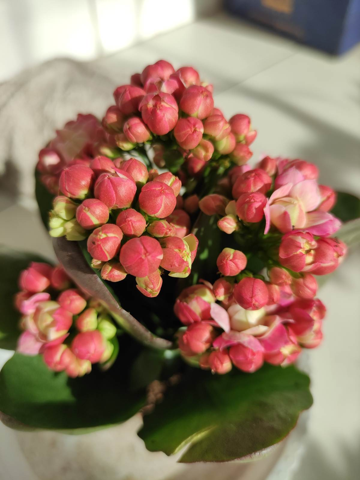 Cuối năm, rước 6 cây cảnh phong thủy ngụ ý điềm lành, đón Tết Nhâm Dần thịnh vượng - Ảnh 6.