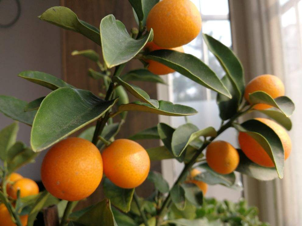 Cuối năm, rước 6 cây cảnh phong thủy ngụ ý điềm lành, đón Tết Nhâm Dần thịnh vượng - Ảnh 7.