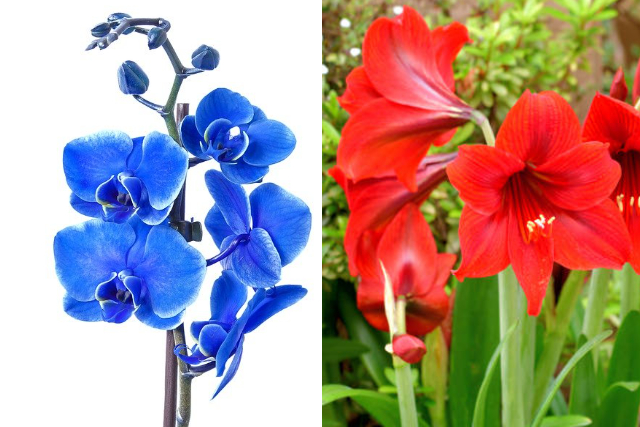 Cuối năm, rước 6 cây cảnh phong thủy ngụ ý điềm lành, đón Tết Nhâm Dần thịnh vượng - Ảnh 1.