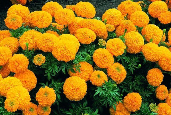 5 cây cảnh cho hoa rất đẹp nhưng kiêng bày ngày Tết vì sợ đổ vỡ, xui xẻo - Ảnh 4. 5 cây cảnh cho hoa rất đẹp nhưng kiêng bày ngày Tết vì sợ đổ vỡ, xui xẻo - Ảnh 4.