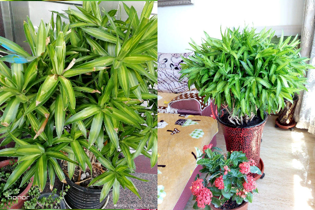 Cây cảnh có tán xòe như pháo hoa, hút tài lộc, may mắn trong năm mới cho gia chủ - Ảnh 1.