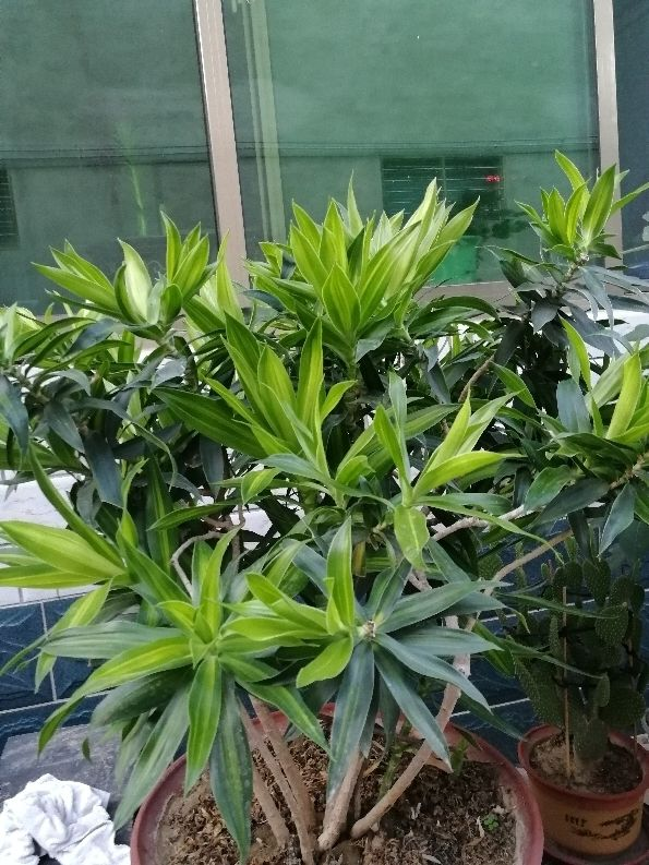 Cây cảnh có tán xòe như pháo hoa, hút tài lộc, may mắn trong năm mới cho gia chủ - Ảnh 3.