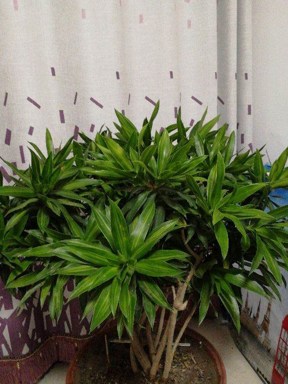Cây cảnh có tán xòe như pháo hoa, hút tài lộc, may mắn trong năm mới cho gia chủ - Ảnh 2.