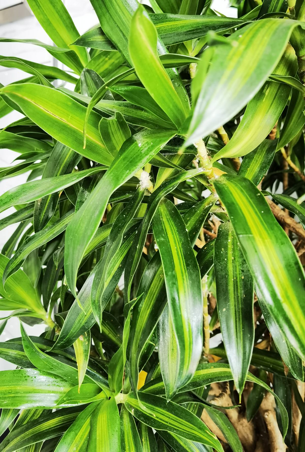 Cây cảnh có tán xòe như pháo hoa, hút tài lộc, may mắn trong năm mới cho gia chủ - Ảnh 4.