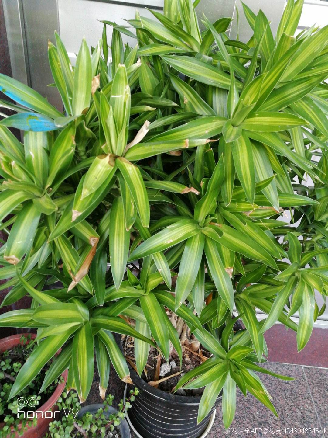 Cây cảnh có tán xòe như pháo hoa, hút tài lộc, may mắn trong năm mới cho gia chủ - Ảnh 5.