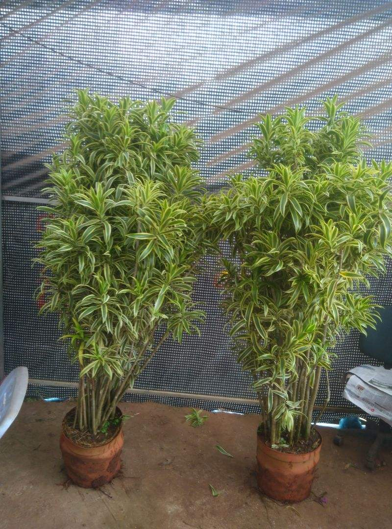 Cây cảnh có tán xòe như pháo hoa, hút tài lộc, may mắn trong năm mới cho gia chủ - Ảnh 6.