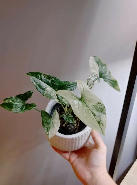 4 cây cảnh trong nhà đặc biệt, dáng đẹp, dễ trồng nhưng ít người biết - Ảnh 6.