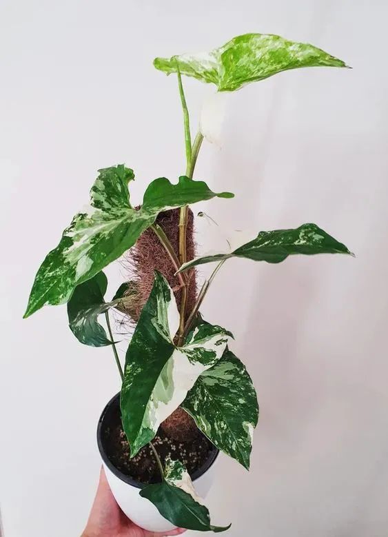 4 cây cảnh trong nhà đặc biệt, dáng đẹp, dễ trồng nhưng ít người biết - Ảnh 7.