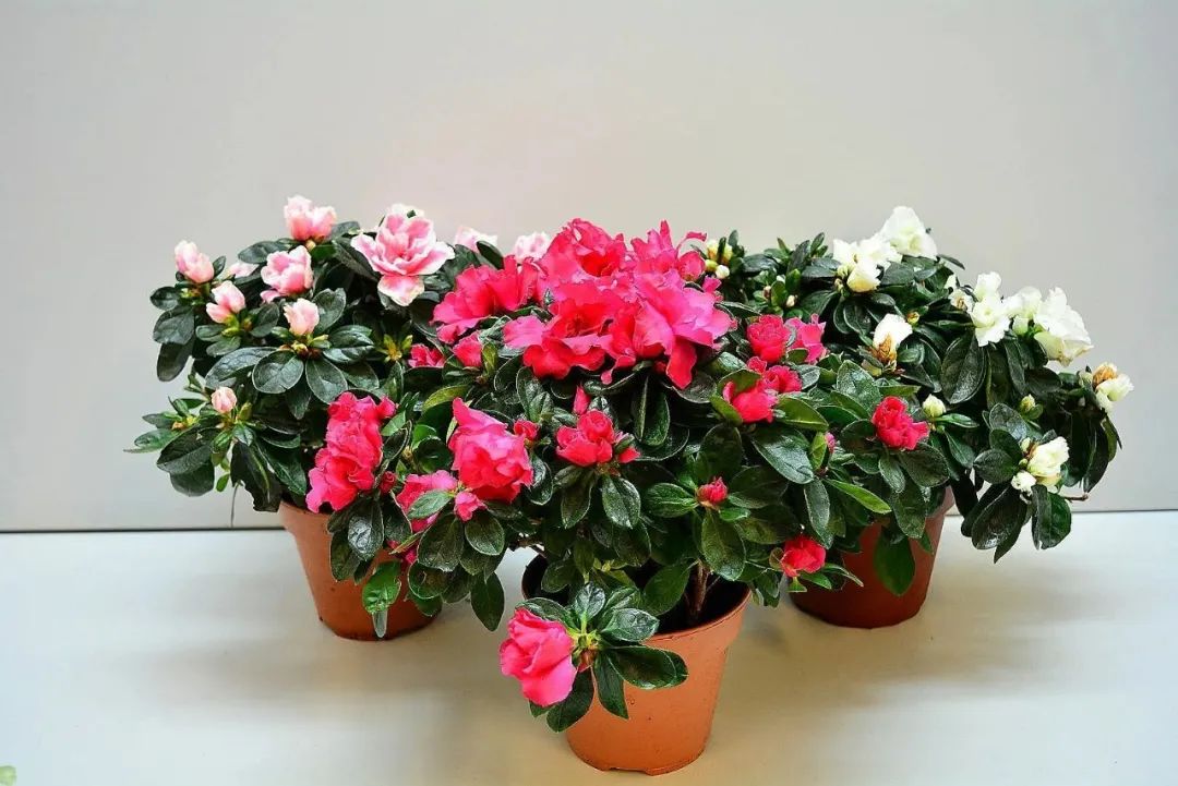 Cây cảnh bạn nhất định muốn có trong Tết Nguyên đán, chăm sóc cách nào để cây nở hoa rực rỡ - Ảnh 5.