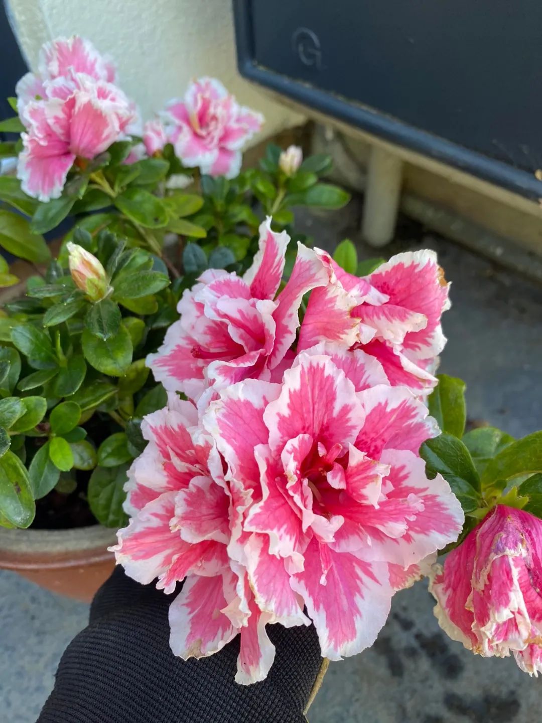 Cây cảnh bạn nhất định muốn có trong Tết Nguyên đán, chăm sóc cách nào để cây nở hoa rực rỡ - Ảnh 4.