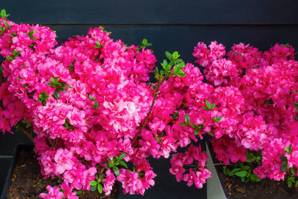 Cây cảnh bạn nhất định muốn có trong Tết Nguyên đán, chăm sóc cách nào để cây nở hoa rực rỡ - Ảnh 7.