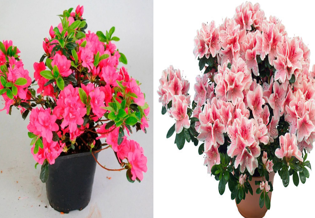 Cây cảnh bạn nhất định muốn có trong Tết Nguyên đán, chăm sóc cách nào để cây nở hoa rực rỡ - Ảnh 1.