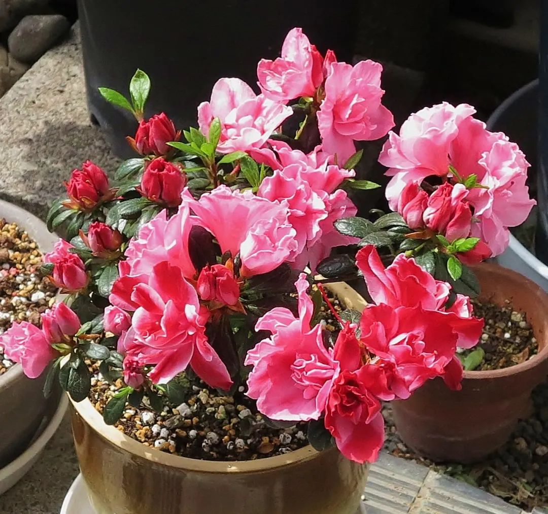 Cây cảnh bạn nhất định muốn có trong Tết Nguyên đán, chăm sóc cách nào để cây nở hoa rực rỡ - Ảnh 6.