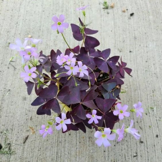 5 cây cảnh màu sắc lá độc lạ, tươi tốt, giúp ngôi nhà tràn đầy sức sống - Ảnh 3.