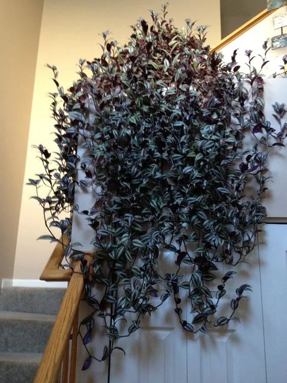 5 cây cảnh màu sắc lá độc lạ, tươi tốt, giúp ngôi nhà tràn đầy sức sống - Ảnh 7.