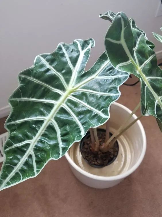 5 cây cảnh màu sắc lá độc lạ, tươi tốt, giúp ngôi nhà tràn đầy sức sống - Ảnh 8.