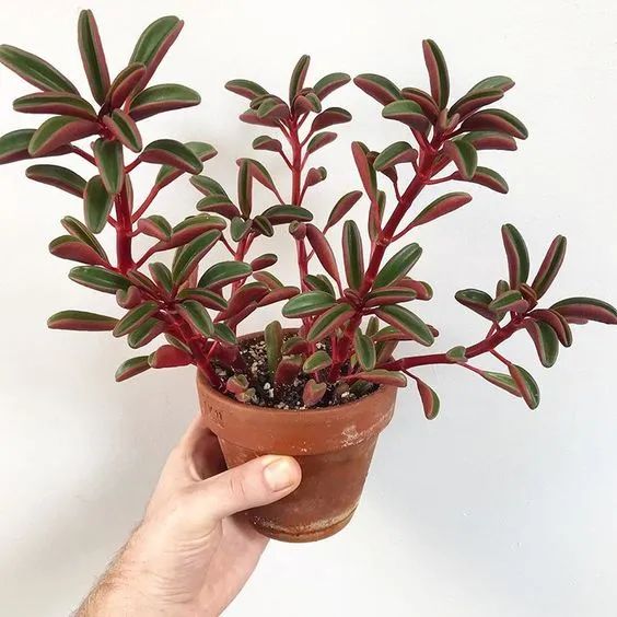 5 cây cảnh màu sắc lá độc lạ, tươi tốt, giúp ngôi nhà tràn đầy sức sống - Ảnh 10.