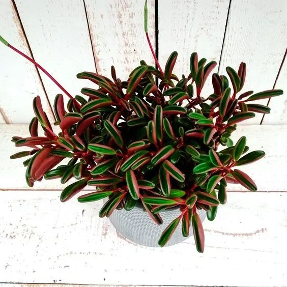 5 cây cảnh màu sắc lá độc lạ, tươi tốt, giúp ngôi nhà tràn đầy sức sống - Ảnh 11.