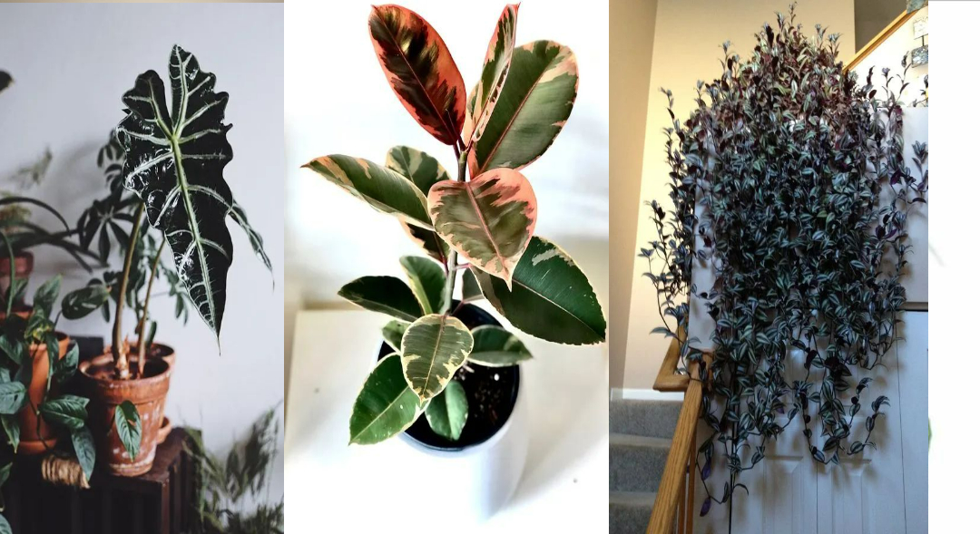 5 cây cảnh màu sắc lá độc lạ, tươi tốt, giúp ngôi nhà tràn đầy sức sống - Ảnh 1.