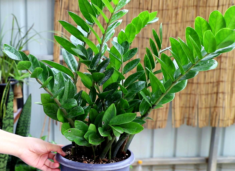 Sắp Tết, đi mua cây cảnh nhớ tránh 7 loại cây này kẻo bị lỗ nặng - Ảnh 4.