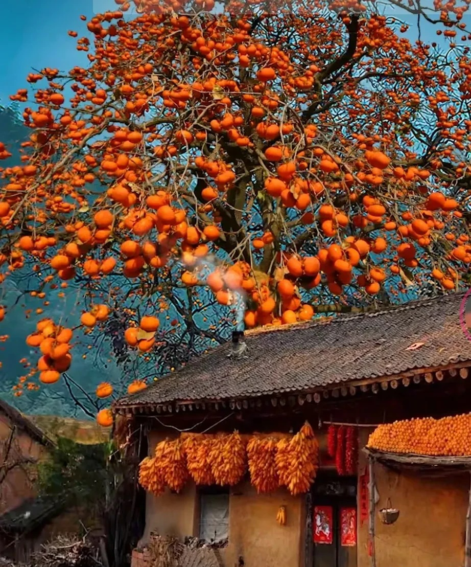 Nhà giàu thích trồng 5 cây cảnh này ở sân nhà, dòng họ trăm năm hưng thịnh - Ảnh 11.