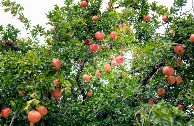 Nhà giàu thích trồng 5 cây cảnh này ở sân nhà, dòng họ trăm năm hưng thịnh - Ảnh 8.