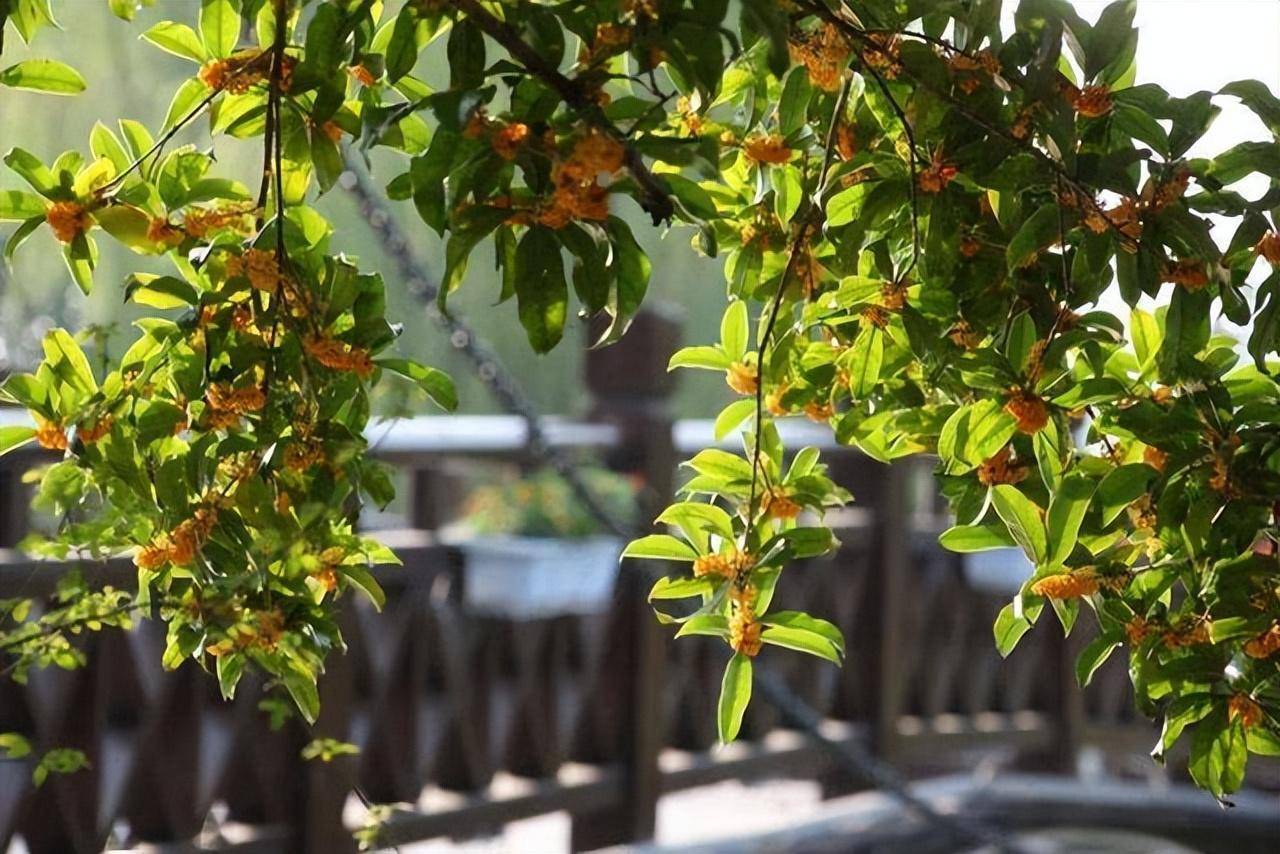 Nhà giàu thích trồng 5 cây cảnh này ở sân nhà, dòng họ trăm năm hưng thịnh - Ảnh 10.