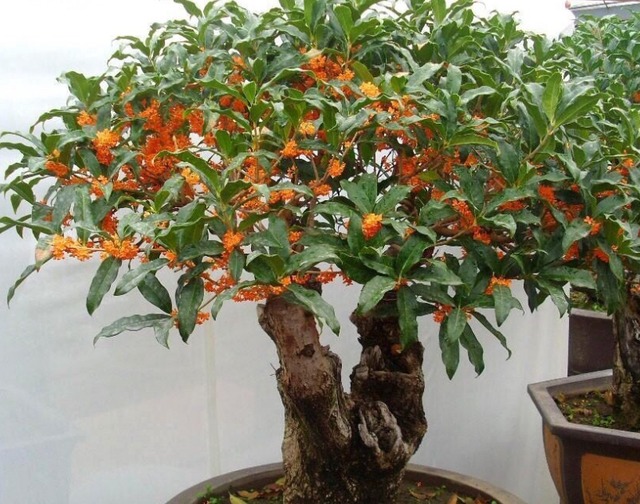 Nhà giàu thích trồng 5 cây cảnh này ở sân nhà, dòng họ trăm năm hưng thịnh - Ảnh 9.