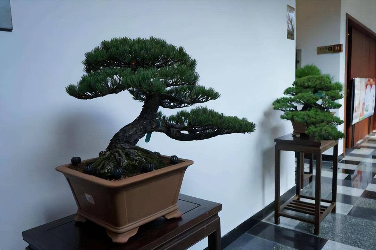 Nhà giàu thích trồng 5 cây cảnh này ở sân nhà, dòng họ trăm năm hưng thịnh - Ảnh 5.