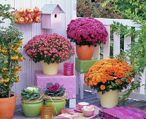 Trồng 3 loại cây cảnh quả đỏ mọng này ở ban công, hàng năm rước lộc vào nhà - Ảnh 1.