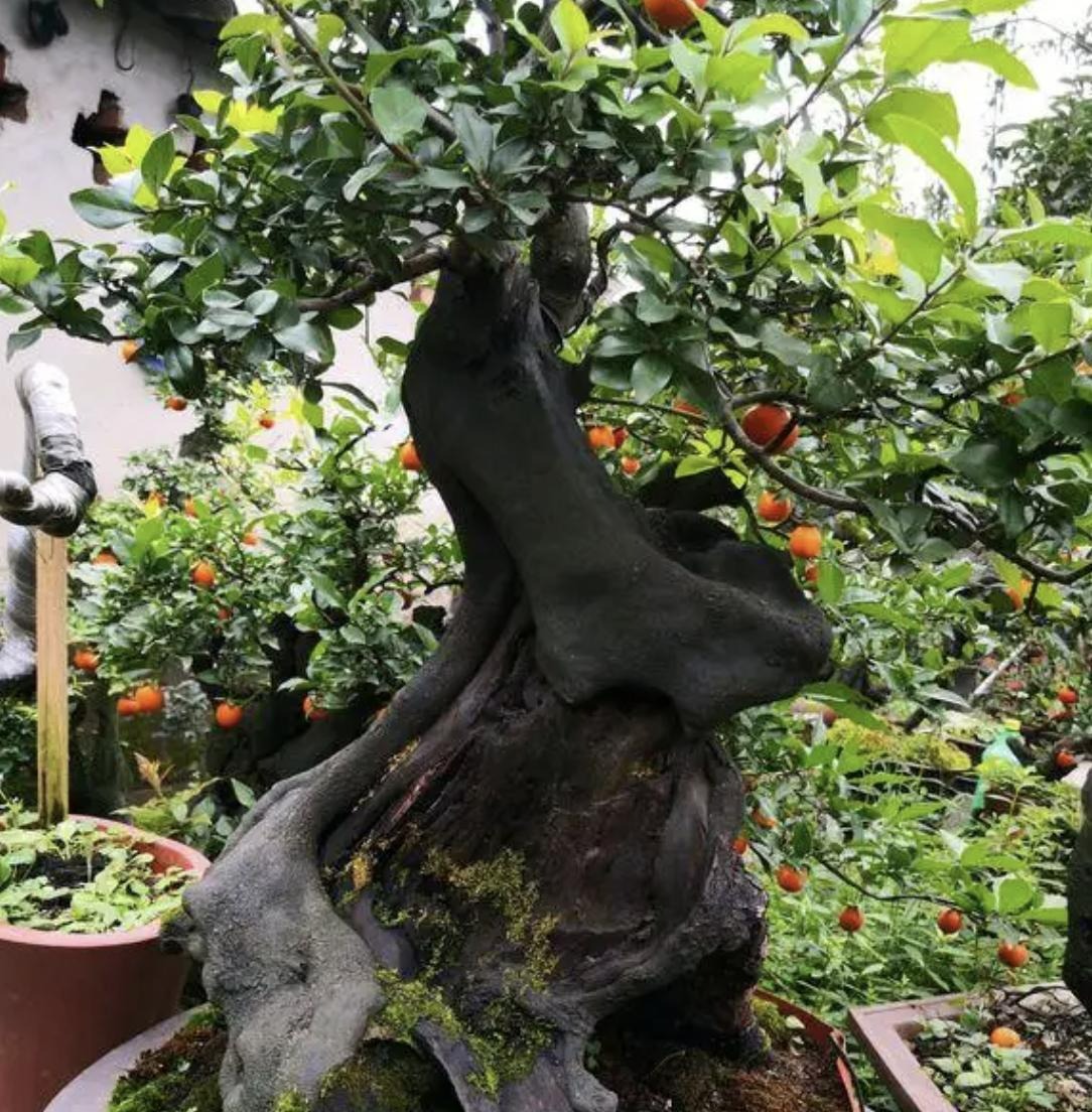 Trồng 3 loại cây cảnh quả đỏ mọng này ở ban công, hàng năm rước lộc vào nhà - Ảnh 12.