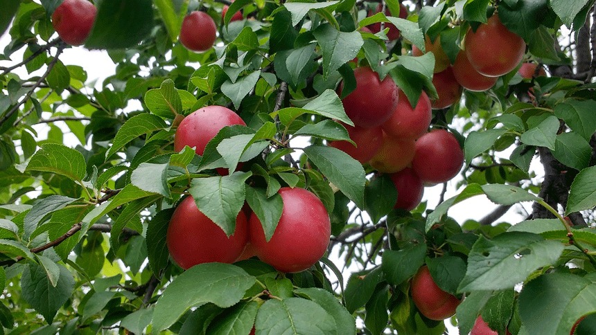 Trồng 3 loại cây cảnh quả đỏ mọng này ở ban công, hàng năm rước lộc vào nhà - Ảnh 7.