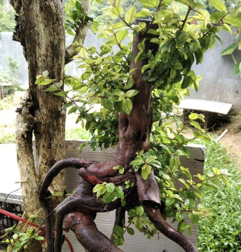 Trồng 3 loại cây cảnh quả đỏ mọng này ở ban công, hàng năm rước lộc vào nhà - Ảnh 8.