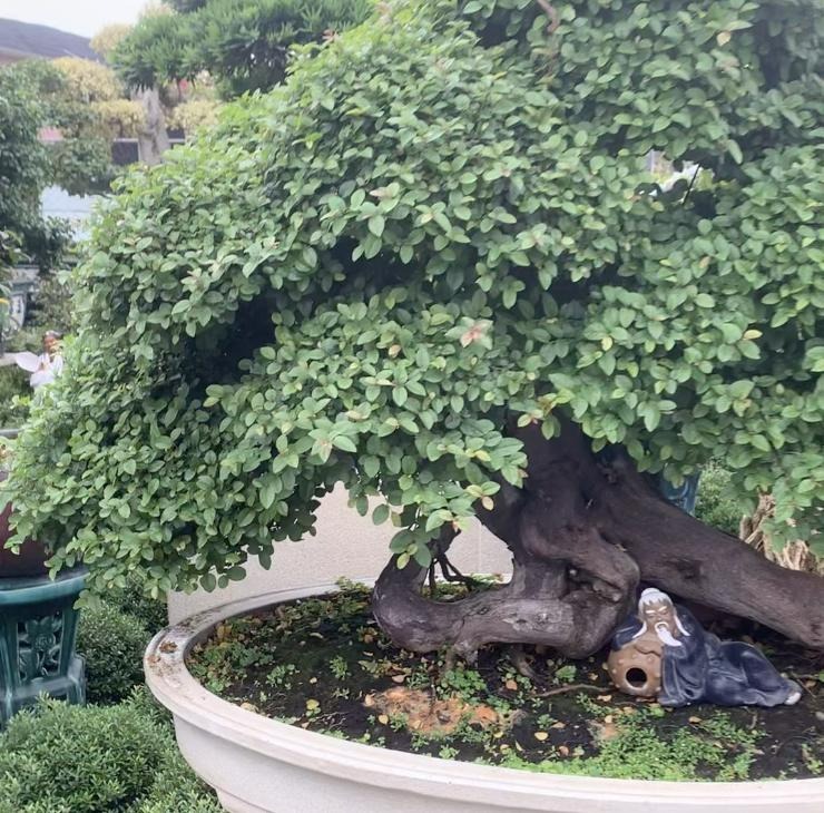 Trồng 3 loại cây cảnh quả đỏ mọng này ở ban công, hàng năm rước lộc vào nhà - Ảnh 6.