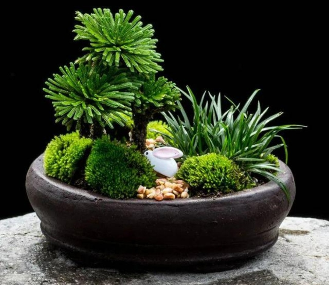 5 cây cảnh bonsai "lên đời" từ cỏ dại, đẹp, độc, lạ còn không mất tiền - Ảnh 4.