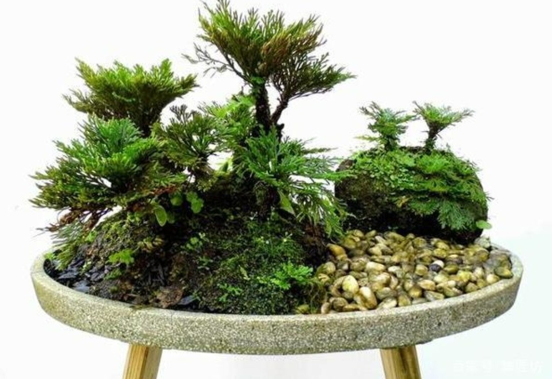 5 cây cảnh bonsai "lên đời" từ cỏ dại, đẹp, độc, lạ còn không mất tiền - Ảnh 5.
