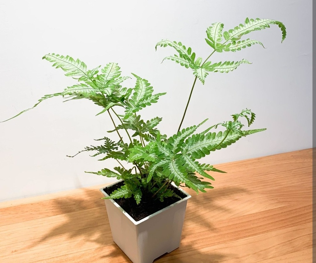 5 cây cảnh bonsai "lên đời" từ cỏ dại, đẹp, độc, lạ còn không mất tiền - Ảnh 2.