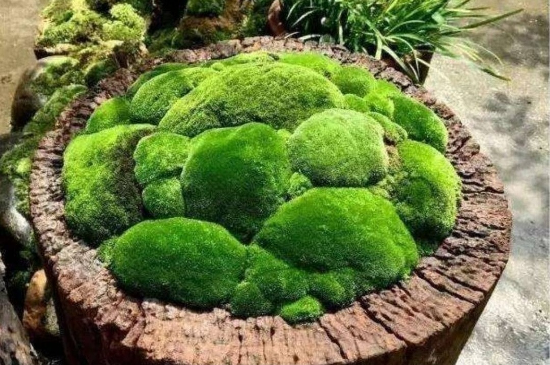 5 cây cảnh bonsai "lên đời" từ cỏ dại, đẹp, độc, lạ còn không mất tiền - Ảnh 8.