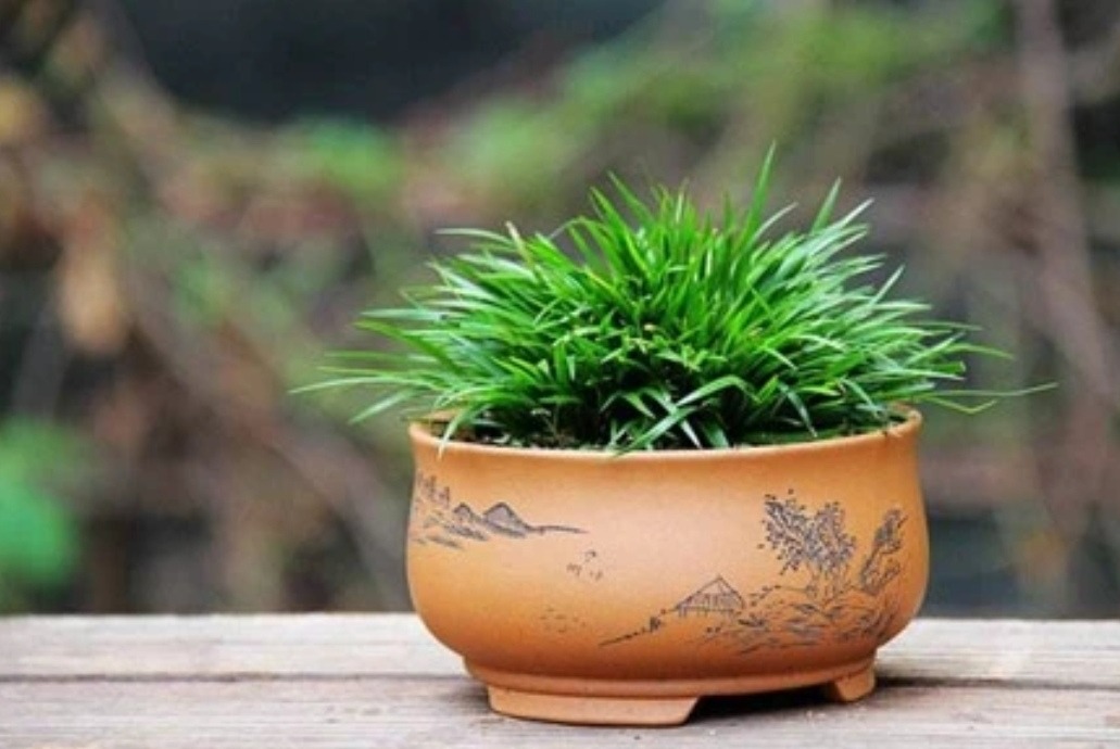 5 cây cảnh bonsai "lên đời" từ cỏ dại, đẹp, độc, lạ còn không mất tiền - Ảnh 7.