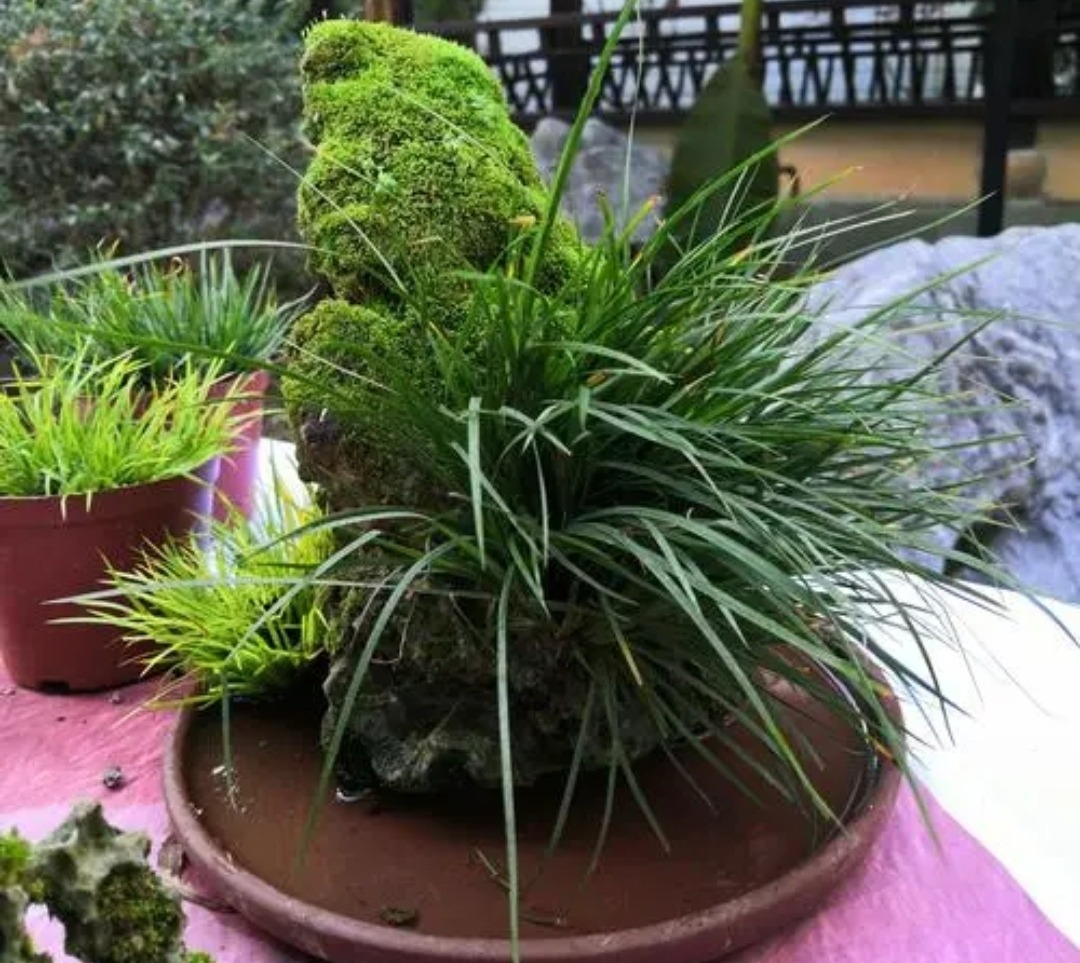 5 cây cảnh bonsai "lên đời" từ cỏ dại, đẹp, độc, lạ còn không mất tiền - Ảnh 6.