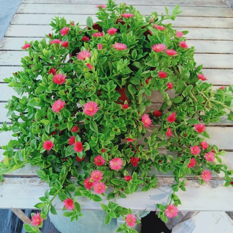 4 cây cảnh treo đầy ngọc xanh, độc lạ, dễ gây nghiện, gây ấn tượng cho ngôi nhà - Ảnh 4.