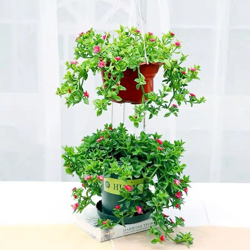 4 cây cảnh treo đầy ngọc xanh, độc lạ, dễ gây nghiện, gây ấn tượng cho ngôi nhà - Ảnh 3.