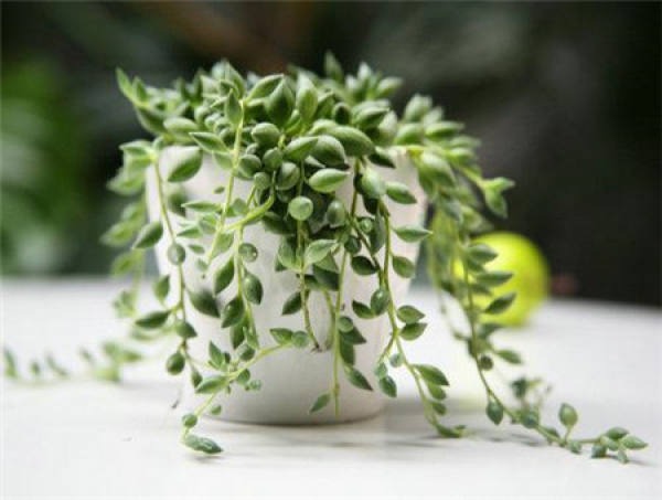 4 cây cảnh treo đầy ngọc xanh, độc lạ, dễ gây nghiện, gây ấn tượng cho ngôi nhà - Ảnh 9.